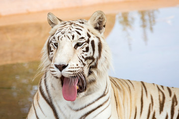 White Tiger at the zoo