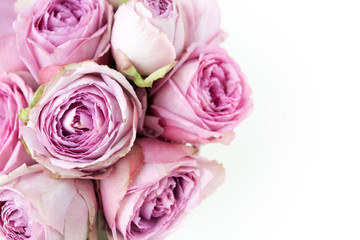 Pink roses on white background. Top view