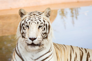 Fototapeta na wymiar White Tiger at the zoo