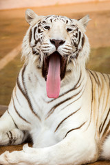 Fototapeta na wymiar White Tiger at the zoo