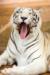 Naklejka na ściany i meble White Tiger at the zoo