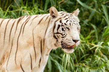 White Tiger at the zoo