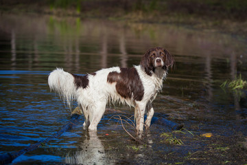 a wet dog standing in a lake