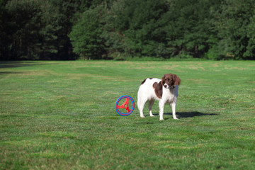 dog looking at a moving frisbee in a meadow