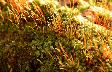 Naklejka na ściany i meble Macro of green and orange moss on stump
