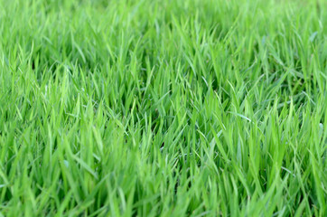 Macro detail of blades of grass