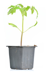 Isolated tomato plant in a pot on white background
