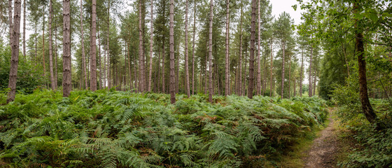 British pine forest
