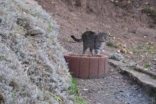 Graue Katze Tigermuster