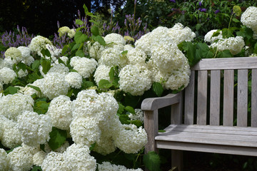 Hortensias blanc au jardin (Hydrangea)