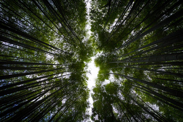 Bamboo forest abstract background