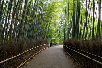 Bamboo forest in Kyoto, Japan