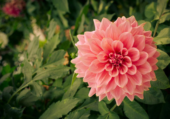 Colorful dahlia flower pink in autumn garden