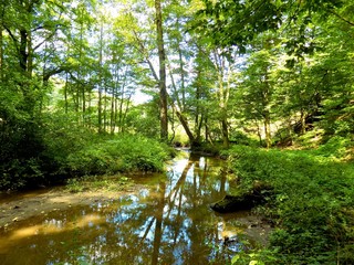 Fototapeta na wymiar Creek in deciduous forest in wild nature