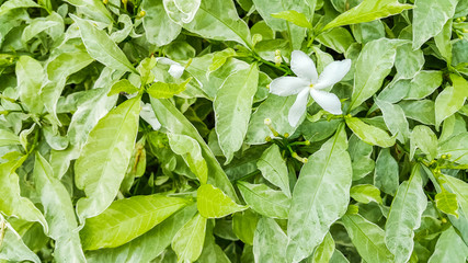 Closeup of Gerdenia Crape Jasmine with green leaves
