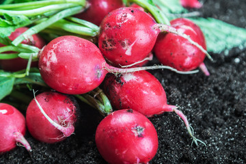 Fresh radishes in vegetable on the ground
