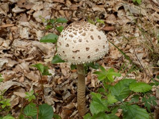 Parasol Mushroom (Macrolepiota procera) in deciduous forest in wild nature