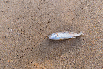 dead fish on the sand beach