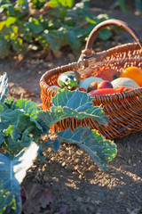 Panier de légumes au jardin