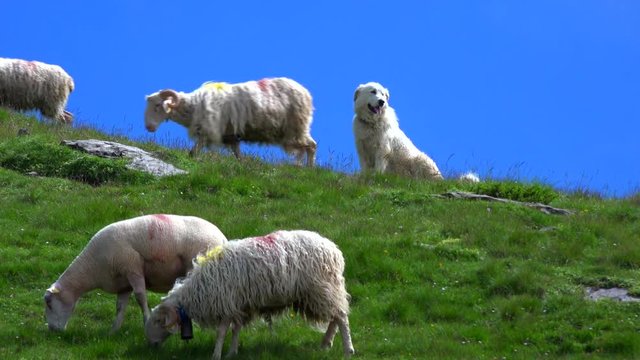 Pyrenenen