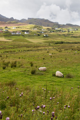 Fototapeta na wymiar Gründe Landschaft mit Schafen, Skye, Schottland