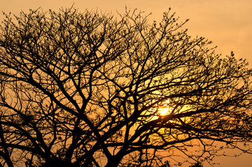 silhouette of tree with sunset at behind