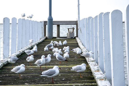 M&ouml;wen auf einem Steg am Meer