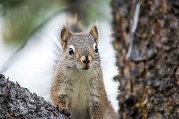 Naklejka na ściany i meble Eichhörnchen auf Baum bzw. Ast in Canada.