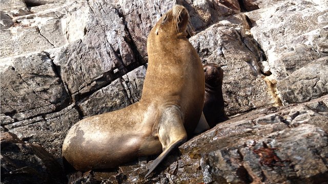 Seel&ouml;we mit Nachwuchs auf Felsenklippen