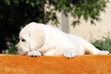 a little labrador puppy on an orange background