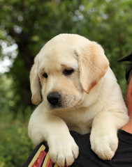 a little labrador puppy on a shoulder portrait