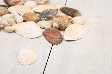 The group of sea shells on white wooden background
