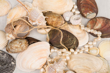 The group of sea shells and pearls on white wooden background