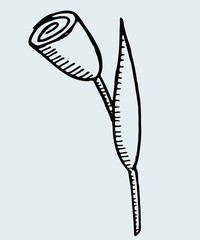 flowers roses sketch