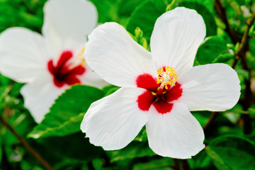 Obraz premium Hibiscus Flower