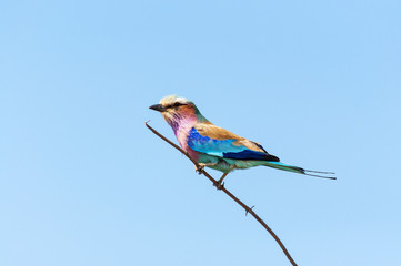 Lilac-Breasted Roller in a branch in the Chobe National Park in Botswana, Africa