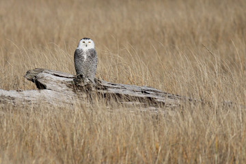 Juvenile Snowy Owl Perched on a Log