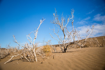 Fototapeta na wymiar Maranjab Desert, Dasht-e Kavir, Iran