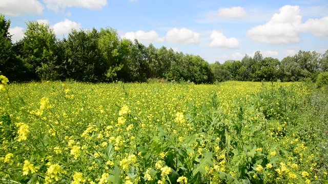 summer meadow with yellow flowers of rapeseed in Russia
