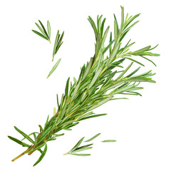 Fresh rosemary isolated on a white background