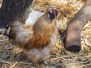 unusual bird cock, Australia