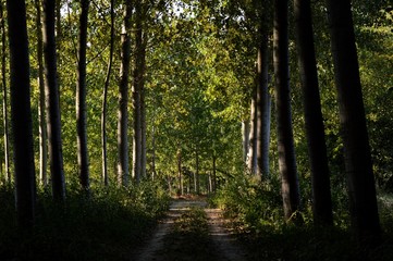 Fototapeta premium Forêt en automne