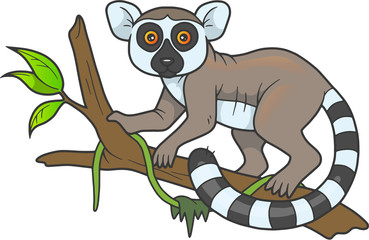 lemur
