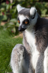 Madagascan Ring Tailed Lemur Close Up - Green Grass Background, Staring Eyes