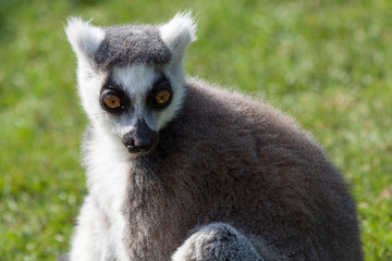 Obraz premium Madagascan Ring Tailed Lemur - Close up Staring Ahead with Green Grass Background