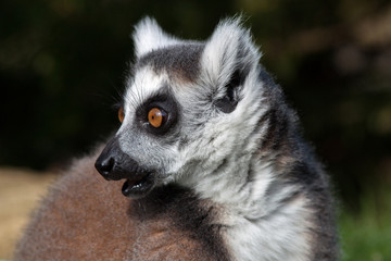 Madagascan Ring Tailed Lemur - Close Up Sideways Head Shot