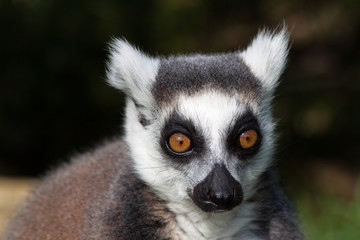 Madagascan Ring Tailed Lemur - Close Up Staring Ahead Head Shot