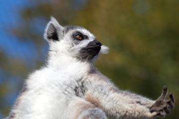 Madagascan Ring Tailed Lemur - Close Up Shot Sideways and From Below, Blue Sky and Green Background