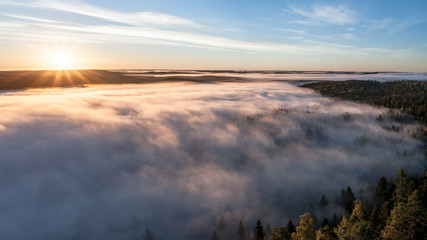 Mist swallows forrest