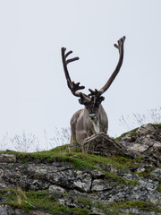 Reindeer over the mountain